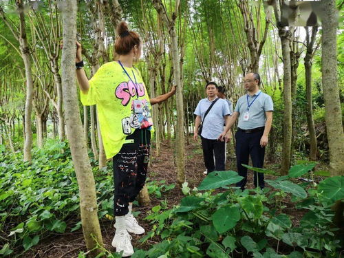 攀枝花市林业局组织开展林木种子生产经营许可 双随机 检查