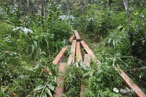 澜沧县森林公安局成功破获一起盗伐林木团伙案