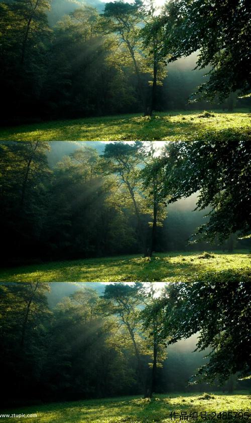 森林里阳光穿过林木美景实拍模板下载-编号2485795-众图网