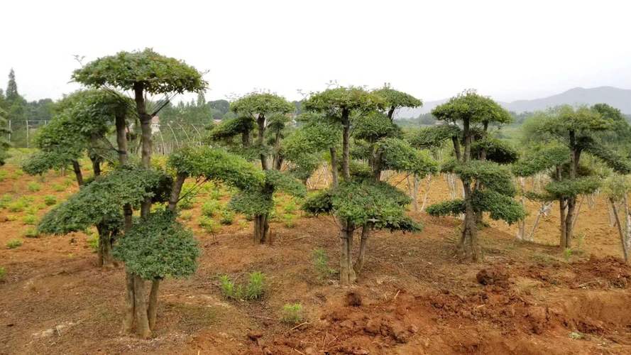 农村经济林木:农村适合种植这几种树木,有你想要种植的吗?