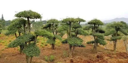 农村经济林木 农村适合种植这几种树木