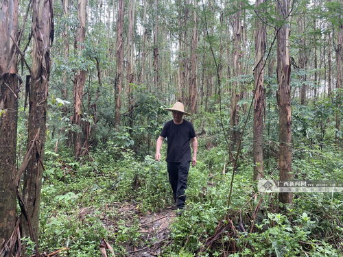 鹿寨县林木采伐许可证可线上申请 办结时间缩短至一周