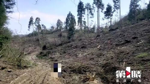 南川破获特大滥伐林木案 十几个山头被砍空