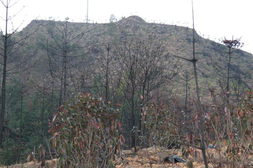 龙岩法院 补种复绿 林木修复模式