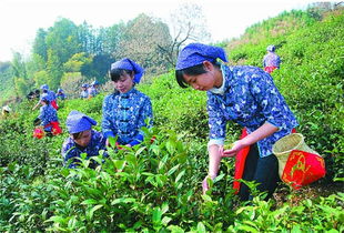 春茶正当时 合肥出发安徽最美采茶地精品推荐