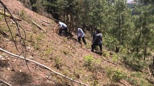 盗伐林木建新房,小伙失算进 班房