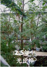 林木种质资源发掘 创制与利用 策略与方法 第三期 上 姜景民