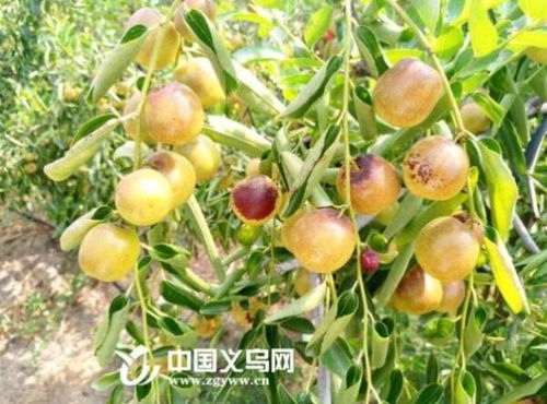 义乌这三种枣被列入浙江省林木良种 将推广种植