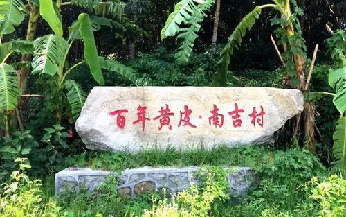 直播预告丨明天,央视 走村直播看脱贫 走进儋州大成镇