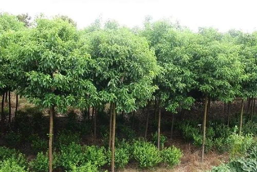 这种树砍不得 高安已有10人获刑