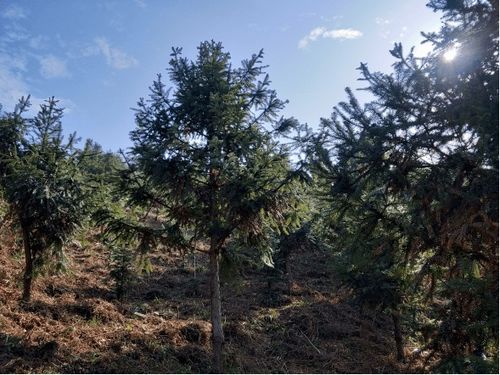 种 绿芙蓉国, 苗 绘潇湘锦 湖南省级重点林木良种基地 九