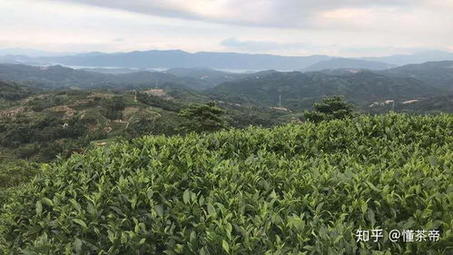 品牌茶包装上的这些安全标识,你不认识可是要吃亏的
