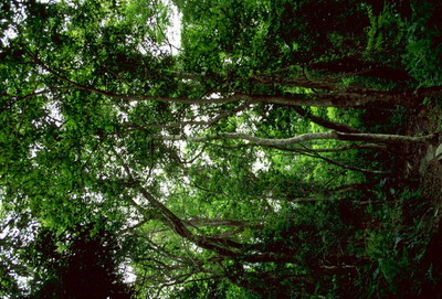 自然风景-四季风情-山野 山林 林木