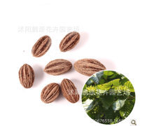 【唯爱花舍批发供应苗木种子珙桐种子当年新采量大优惠绿化苗木】沭阳县新河镇道年花木园艺场 - 产品库