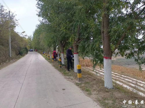 魏店镇扎实做好秋季林木管护工作