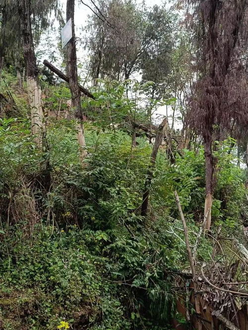 蓬安有网友疑惑,城区附近这座山上一些林木怎么变成了如此模样