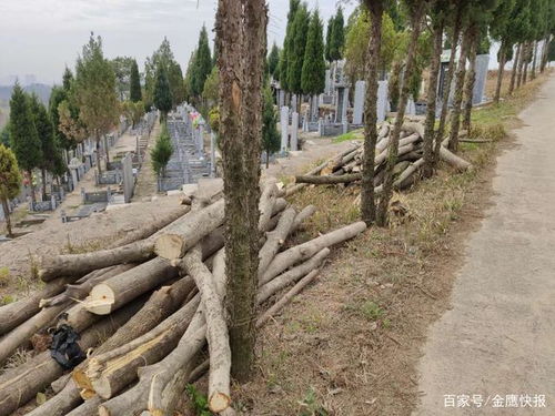 雷厉风行丨信阳市飨堂村公墓无证砍伐林木 市森林公安的快速处置