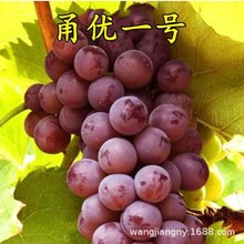 甬优一号葡萄苗