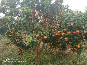 金橘价格 型号 图片