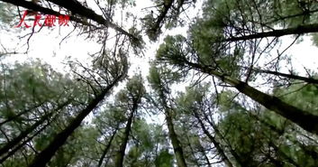 人物 为了绿水青山,宾元鹏守护重庆之巅27年