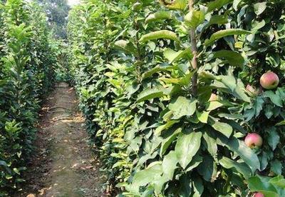 提高果树栽植成活率