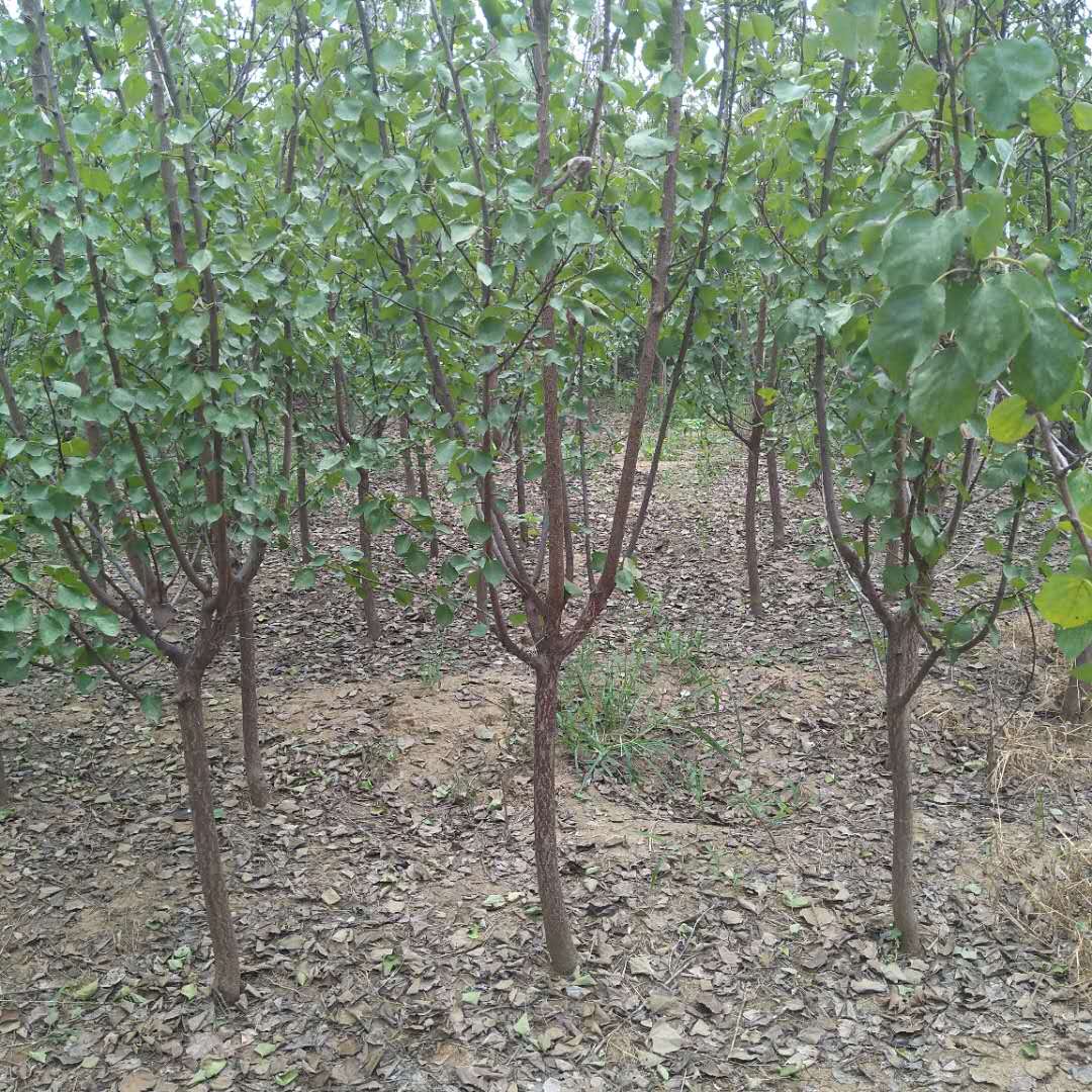 30公分杏树30公分杏树种植间距多少