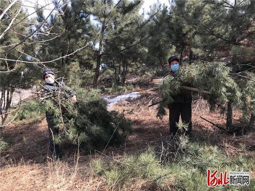 河北张家口市万全区北新屯乡林木抚育保护生态环境