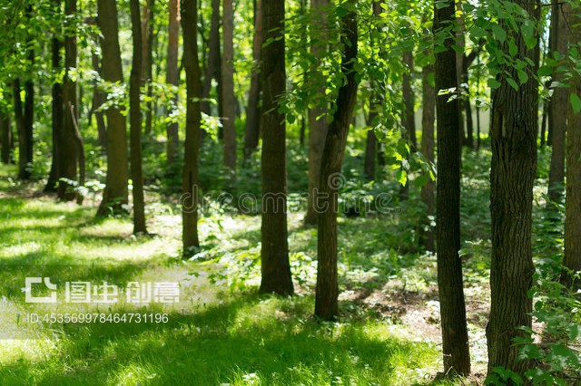 天然阳光下林木Tree Lined Forest in Natural Sulight