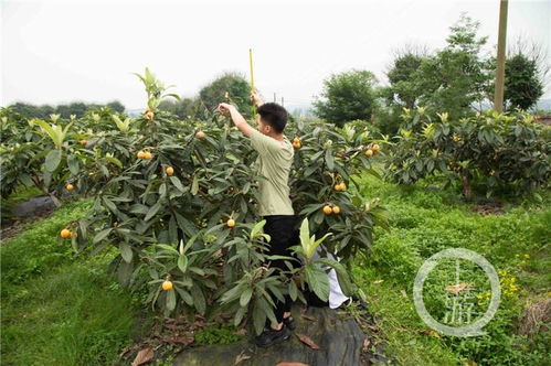 我为群众办实事 今年重庆将开展林木种质资源普查